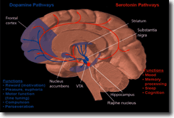 Dopamine_and_serotonin_pathways